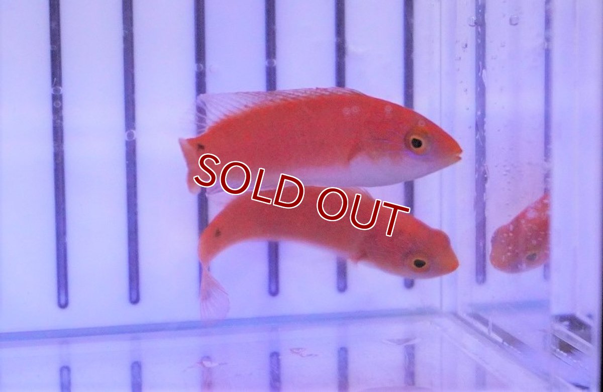 画像2: 【海水魚・ベラ】ルソンイトヒキベラ(1匹)±4-5cm(サンプル画像）（生体）(海水魚)（サンゴ） (2)