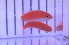 画像2: 【海水魚・ベラ】【通販】ルソンイトヒキベラ(1匹)±4-5cm(サンプル画像）（生体）(海水魚)（サンゴ） (2)