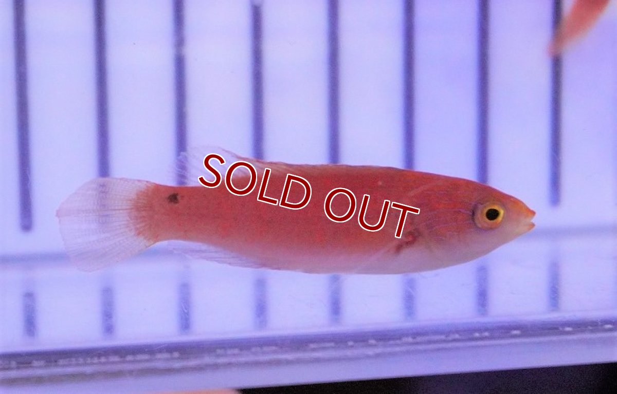 画像3: 【海水魚・ベラ】ルソンイトヒキベラ(1匹)±4-5cm(サンプル画像）（生体）(海水魚)（サンゴ） (3)