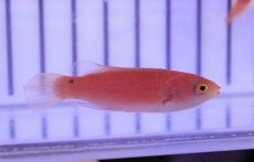 画像3: 【海水魚・ベラ】【通販】ルソンイトヒキベラ(1匹)±4-5cm(サンプル画像）（生体）(海水魚)（サンゴ） (3)