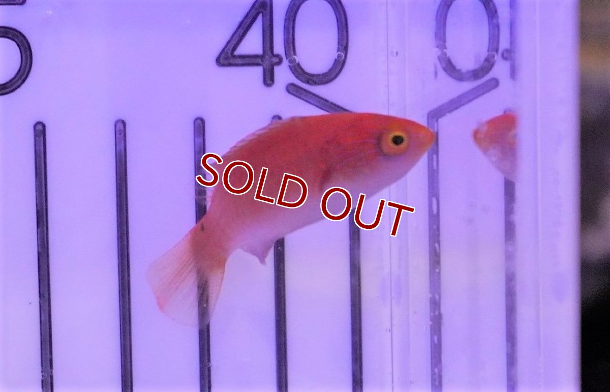 画像4: 【海水魚・ベラ】ルソンイトヒキベラ(1匹)±4-5cm(サンプル画像）（生体）(海水魚)（サンゴ） (4)