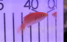 画像4: 【海水魚・ベラ】【通販】ルソンイトヒキベラ(1匹)±4-5cm(サンプル画像）（生体）(海水魚)（サンゴ） (4)