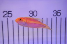 画像1: 【海水魚・ベラ】【通販】ピンテールラス(1匹)±6-7cm　(サンプル画像）（生体）(海水魚)（サンゴ） (1)