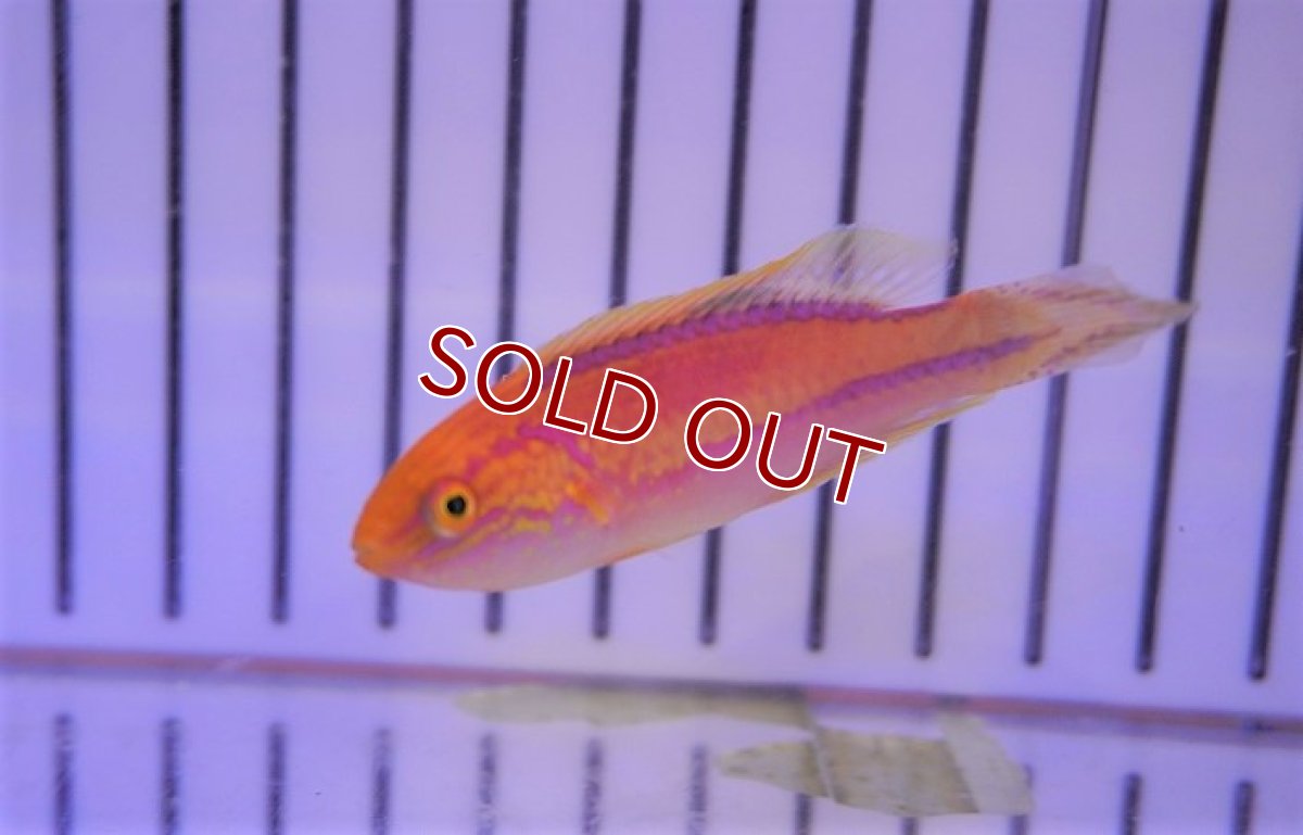 画像2: 【海水魚・ベラ】ピンテールラス(1匹)±6-7cm　(サンプル画像）（生体）(海水魚)（サンゴ） (2)