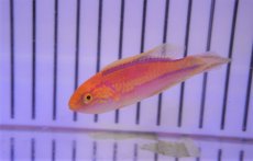 画像2: 【海水魚・ベラ】【通販】ピンテールラス(1匹)±6-7cm　(サンプル画像）（生体）(海水魚)（サンゴ） (2)