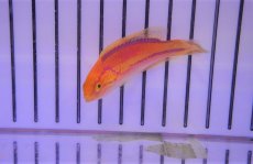 画像3: 【海水魚・ベラ】【通販】ピンテールラス(1匹)±6-7cm　(サンプル画像）（生体）(海水魚)（サンゴ） (3)