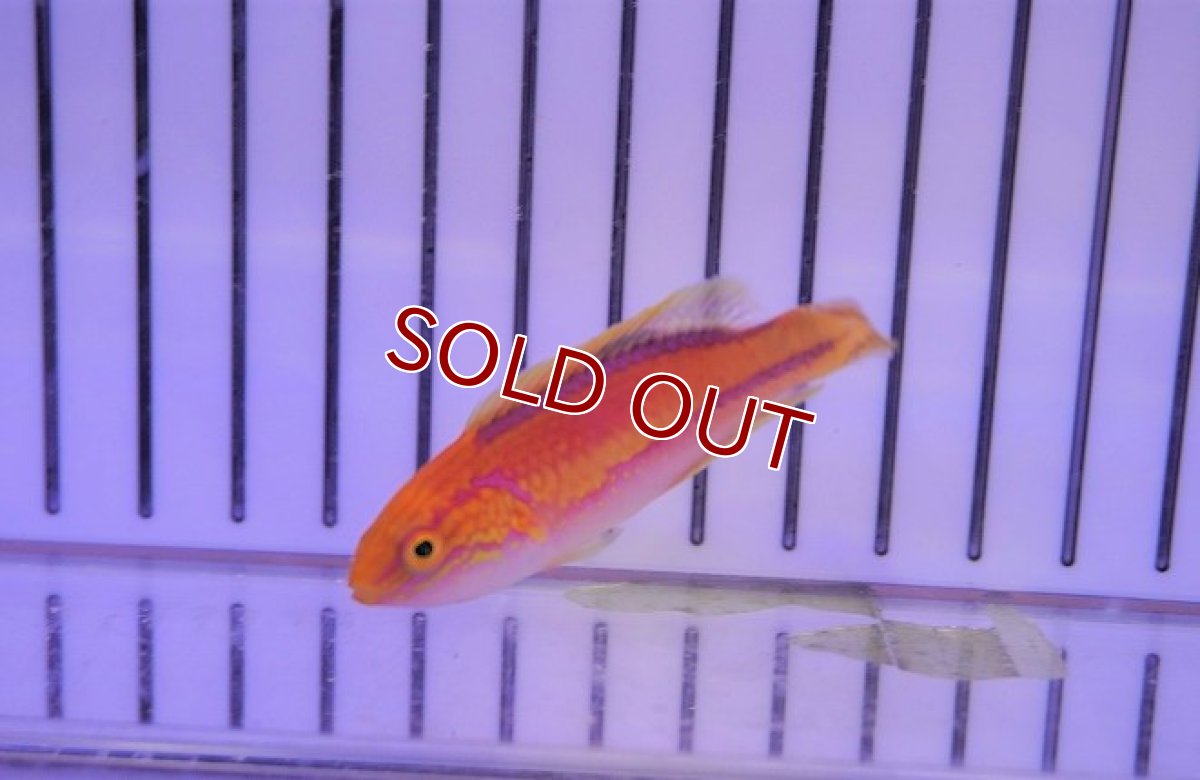 画像4: 【海水魚・ベラ】ピンテールラス(1匹)±6-7cm　(サンプル画像）（生体）(海水魚)（サンゴ） (4)