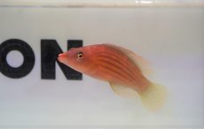 画像1: 【海水魚・ベラ】【通販】ヤスジモチノウオ(1匹)±4-5cm (サンプル画像）（生体）(海水魚)（サンゴ） (1)