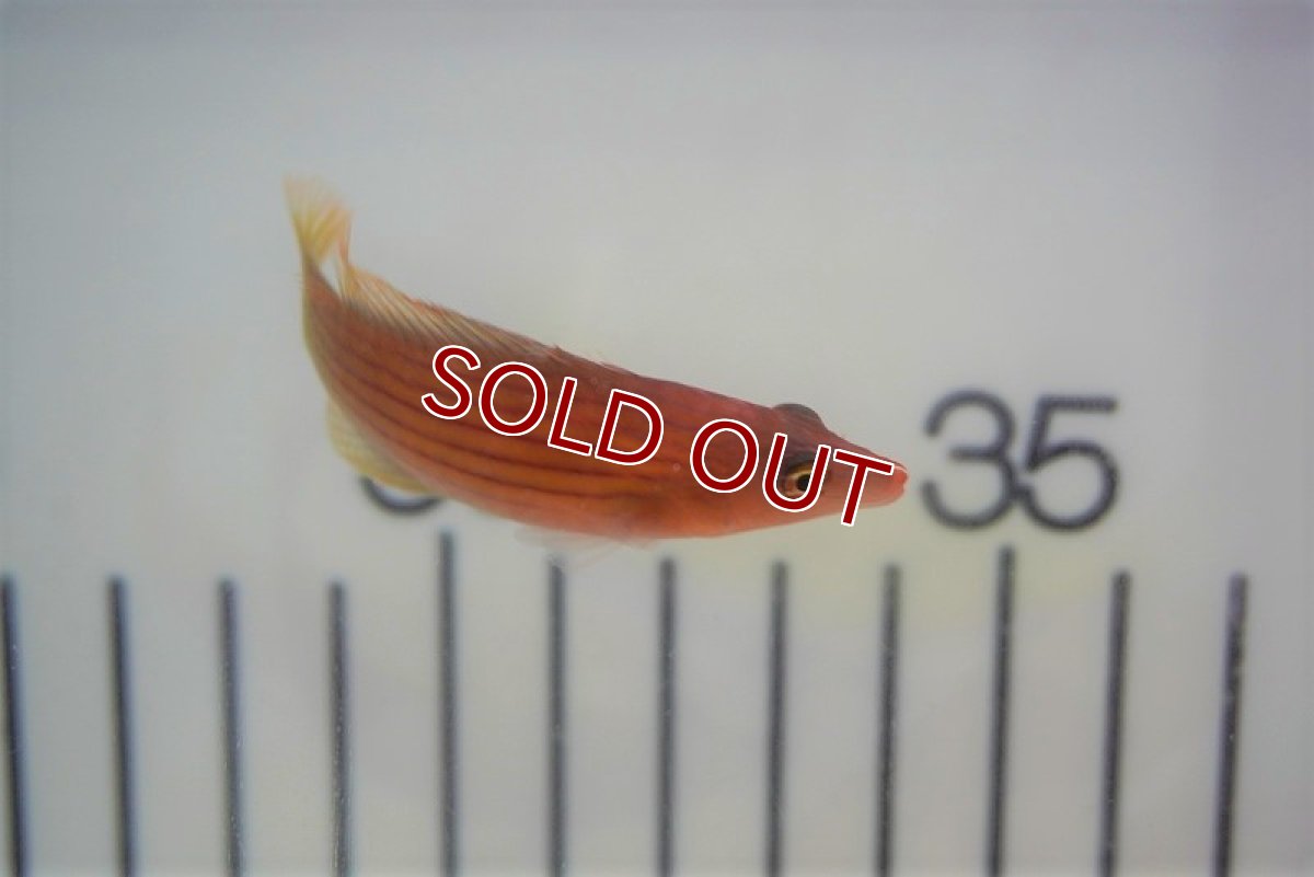 画像2: 【海水魚・ベラ】ヤスジモチノウオ(1匹)±4-5cm (サンプル画像）（生体）(海水魚)（サンゴ） (2)