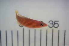 画像2: 【海水魚・ベラ】【通販】ヤスジモチノウオ(1匹)±4-5cm (サンプル画像）（生体）(海水魚)（サンゴ） (2)