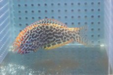 画像1: 【海水魚・ベラ】【通販】ノドグロベラ(S-Mサイズ）(1匹)±5-8cm (サンプル画像）（生体）(海水魚) (1)