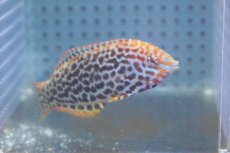 画像2: 【海水魚・ベラ】【通販】ノドグロベラ(S-Mサイズ）(1匹)±5-8cm (サンプル画像）（生体）(海水魚) (2)