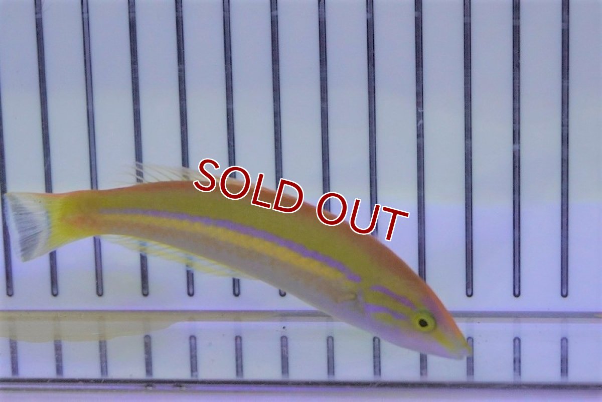 画像2: 【海水魚・ベラ】オグロベラ(1匹)±8-10cm (サンプル画像）（生体）(海水魚) (2)