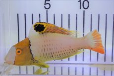 画像1: 【海水魚・ベラ】【通販】イロブダイ（MーLサイズ）(1匹)±10-13cm (1匹)（生体）(海水魚) (1)