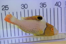 画像2: 【海水魚・ベラ】【通販】イロブダイ（MーLサイズ）(1匹)±10-13cm (1匹)（生体）(海水魚) (2)