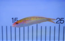 画像1: 【10%OFFクーポン対象商品】【海水魚・ベラ】【通販】オグロベラ（♀）(1匹)±8-10cm (サンプル画像）（生体）(海水魚) (1)