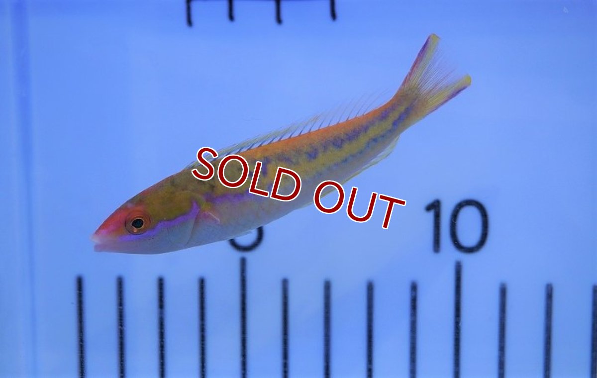 画像2: 【海水魚・ベラ】オグロベラ（♀）(1匹)±8-10cm (サンプル画像）（生体）(海水魚) (2)