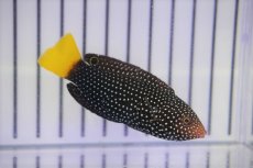 画像1: 【海水魚・ベラ】【通販】ホクトベラ(1匹)±7-9cm (サンプル画像）（生体）(海水魚) (1)