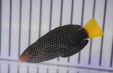 画像2: 【海水魚・ベラ】【通販】ホクトベラ(1匹)±7-9cm (サンプル画像）（生体）(海水魚) (2)