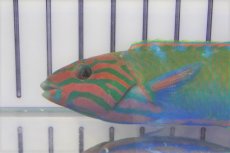 画像2: 【海水魚・ベラ】【通販】オトメベラ（ML)(1匹)±11-13cm (サンプル画像）（生体）(海水魚) (2)