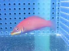 画像1: 【海水魚・ベラ】【通販】ヒメニセモチノウオ（1匹）（±4-6cm）（サンプル画像）（生体）(海水魚) (1)