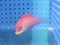 画像2: 【海水魚・ベラ】【通販】ヒメニセモチノウオ（1匹）（±4-6cm）（サンプル画像）（生体）(海水魚) (2)