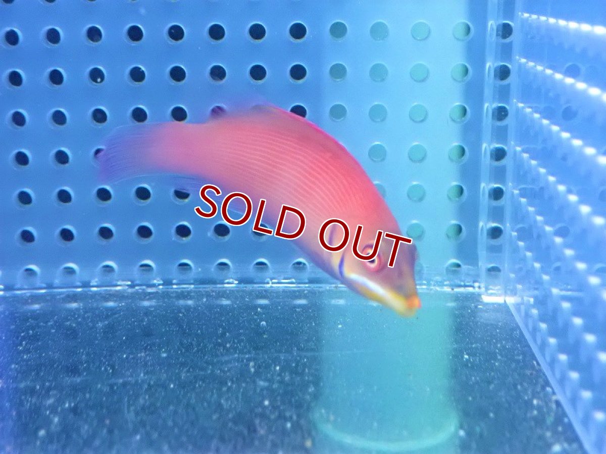 画像3: 【海水魚・ベラ】ヒメニセモチノウオ（1匹）（±4-6cm）（サンプル画像）（生体）(海水魚) (3)