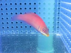 画像3: 【海水魚・ベラ】【通販】ヒメニセモチノウオ（1匹）（±4-6cm）（サンプル画像）（生体）(海水魚) (3)