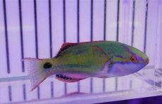 画像1: 【海水魚・ベラ】【通販】エクスクイジットフェアリーラス（♂）（1匹）（±6-7cm）（サンプル画像）（生体）(海水魚) (1)