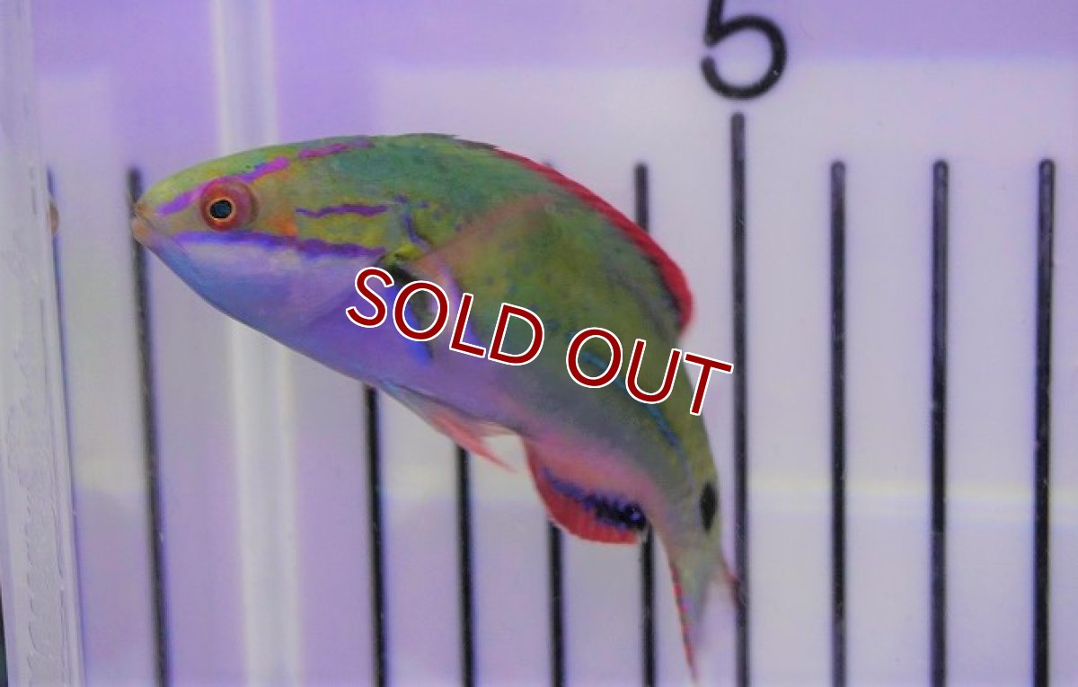 画像2: 【海水魚・ベラ】エクスクイジットフェアリーラス（♂）（1匹）（±6-7cm）（サンプル画像）（生体）(海水魚) (2)