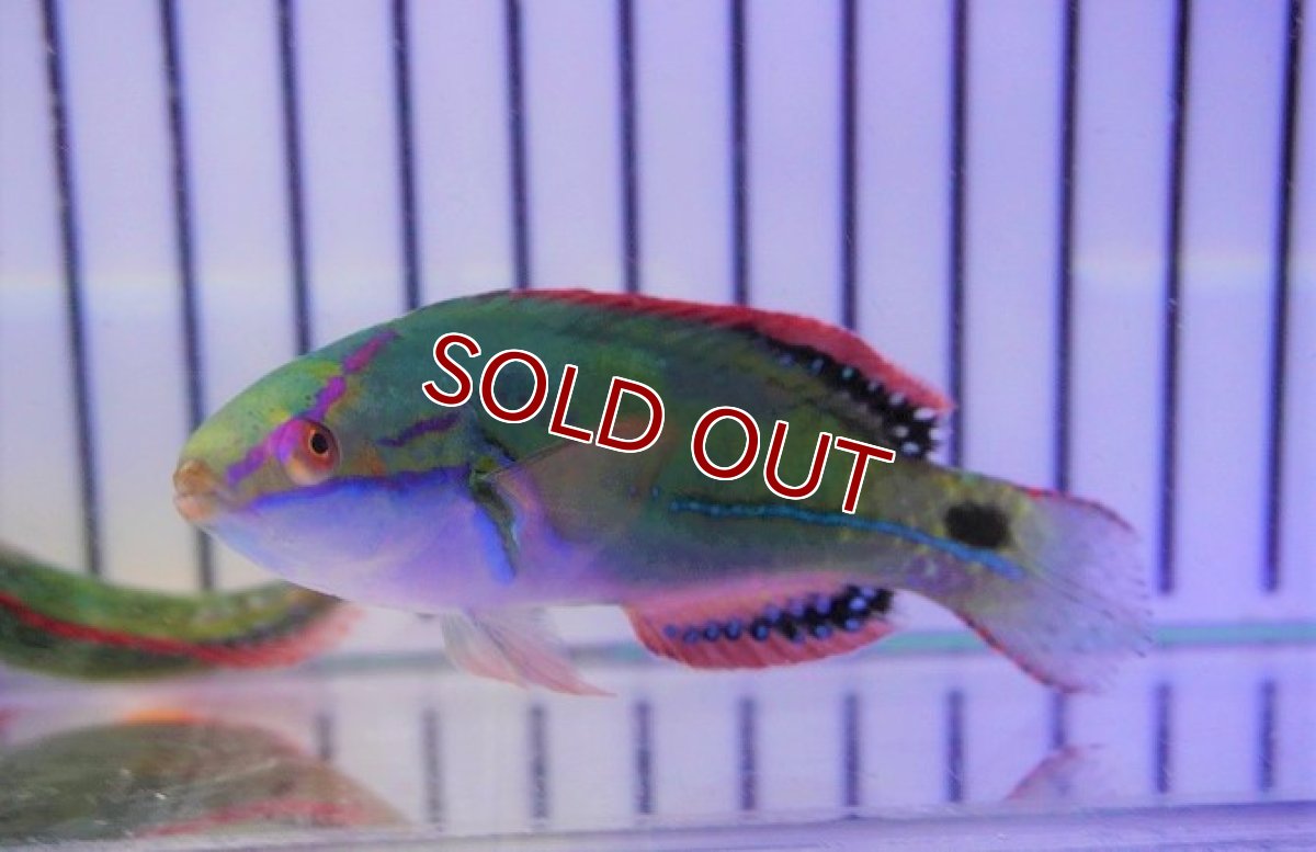 画像3: 【海水魚・ベラ】エクスクイジットフェアリーラス（♂）（1匹）（±6-7cm）（サンプル画像）（生体）(海水魚) (3)