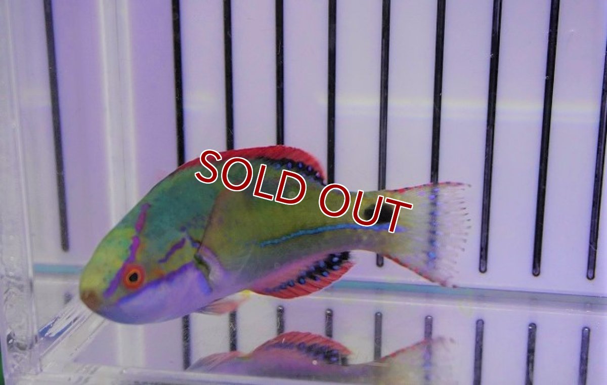 画像4: 【海水魚・ベラ】エクスクイジットフェアリーラス（♂）（1匹）（±6-7cm）（サンプル画像）（生体）(海水魚) (4)