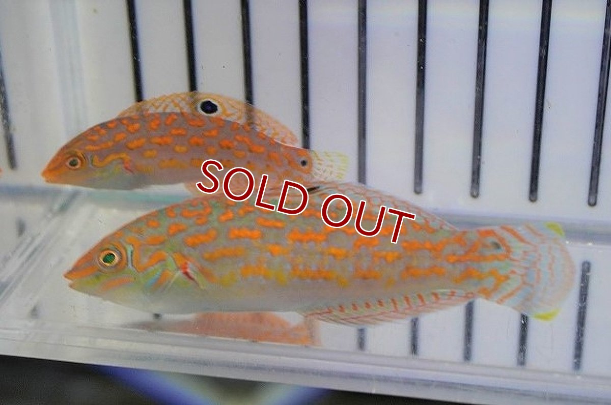 画像1: 【海水魚・ベラ】チモールラス（1匹）（±5-8cm）（サンプル画像）（生体）(海水魚) (1)
