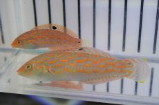 画像1: 【海水魚・ベラ】チモールラス（1匹）（±5-8cm）（サンプル画像）（生体）(海水魚) (1)