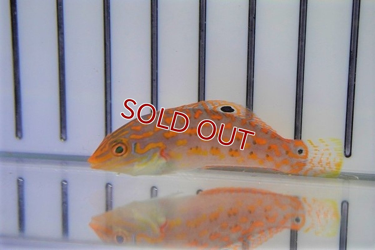 画像2: 【海水魚・ベラ】チモールラス（1匹）（±5-8cm）（サンプル画像）（生体）(海水魚) (2)