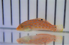 画像2: 【海水魚・ベラ】チモールラス（1匹）（±5-8cm）（サンプル画像）（生体）(海水魚) (2)