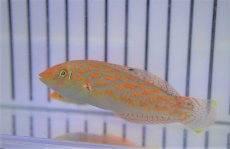 画像3: 【海水魚・ベラ】チモールラス（1匹）（±5-8cm）（サンプル画像）（生体）(海水魚) (3)
