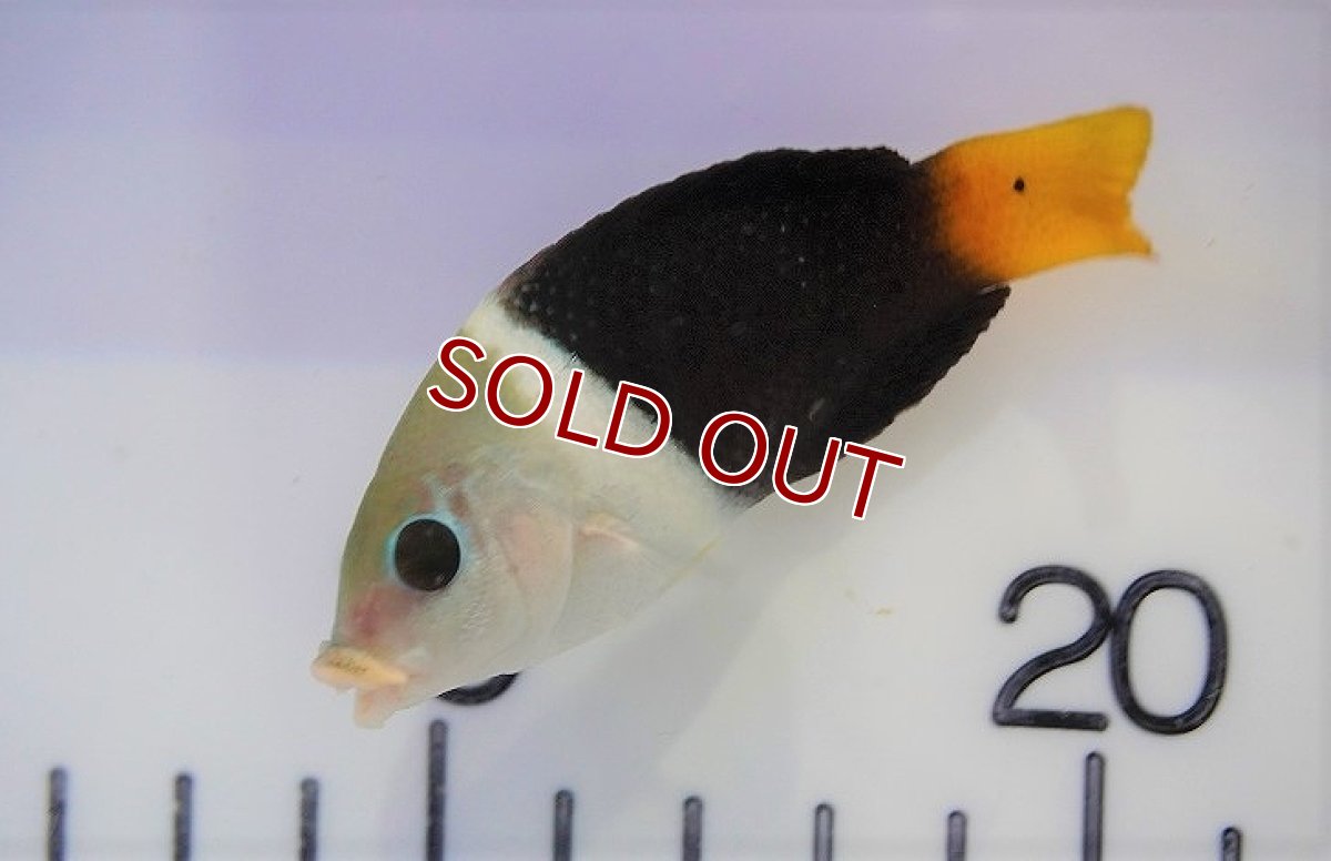 画像2: 【海水魚・ベラ】タレクチベラ（1匹）（±5-8cm）（サンプル画像）（生体）(海水魚) (2)