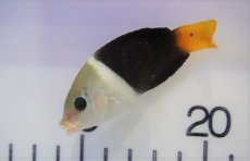 画像2: 【海水魚・ベラ】【通販】タレクチベラ（1匹）（±5-8cm）（サンプル画像）（生体）(海水魚) (2)