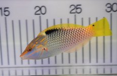 画像1: 【海水魚・ベラ】【通販】トカラベラ（Mサイズ）（1匹）（±10-12cm）（サンプル画像）（生体）(海水魚) (1)