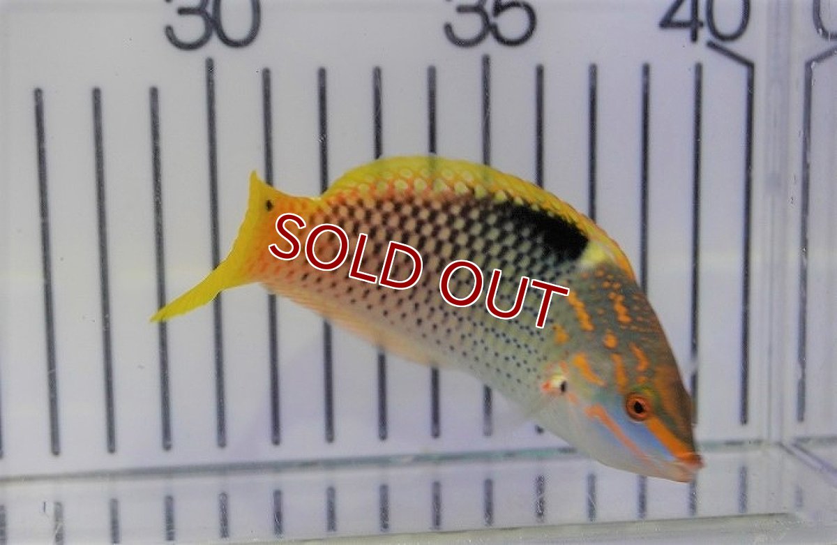 画像2: 【海水魚・ベラ】トカラベラ（Mサイズ）（1匹）（±10-12cm）（サンプル画像）（生体）(海水魚) (2)