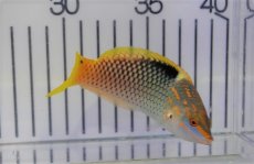 画像2: 【海水魚・ベラ】【通販】トカラベラ（Mサイズ）（1匹）（±10-12cm）（サンプル画像）（生体）(海水魚) (2)