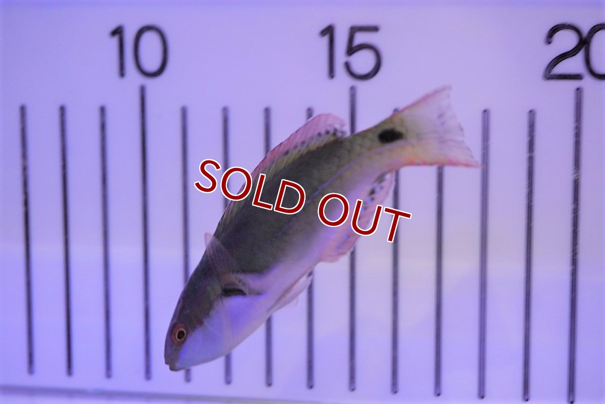 画像2: 【海水魚・ベラ】ブルーフェアリーラス（♂）（1匹）（±7-9cm）（サンプル画像）（生体）(海水魚) (2)