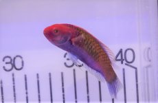 画像1: 【海水魚・ベラ】【通販】ブルーフェアリーラス（♀）（1匹）（±6-8cm）（サンプル画像）（生体）(海水魚) (1)