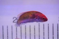 画像2: 【海水魚・ベラ】【通販】ブルーフェアリーラス（♀）（1匹）（±6-8cm）（サンプル画像）（生体）(海水魚) (2)