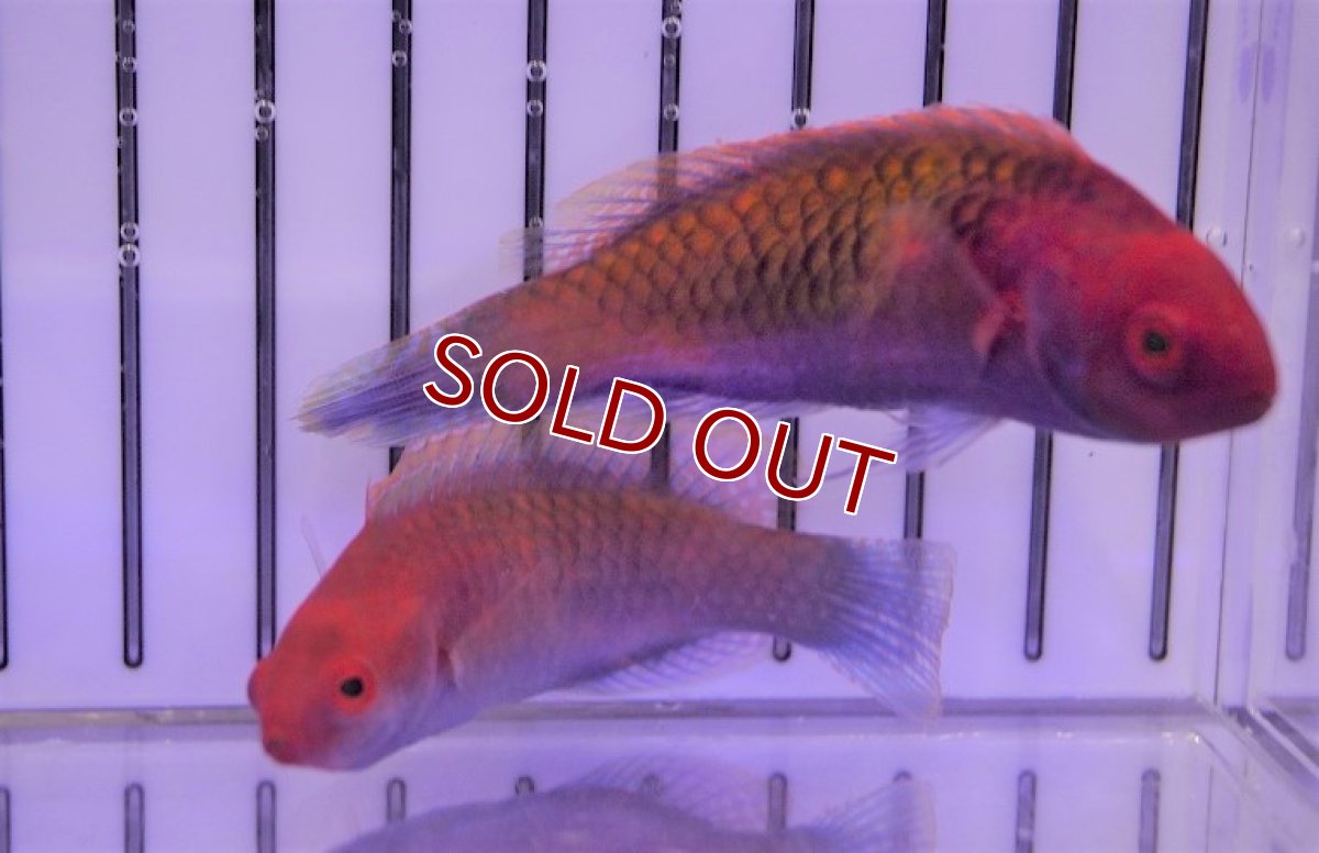 画像3: 【海水魚・ベラ】ブルーフェアリーラス（♀）（1匹）（±6-8cm）（サンプル画像）（生体）(海水魚) (3)