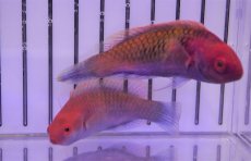 画像3: 【海水魚・ベラ】【通販】ブルーフェアリーラス（♀）（1匹）（±6-8cm）（サンプル画像）（生体）(海水魚) (3)