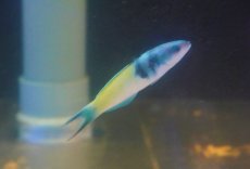 画像1: 【海水魚・ベラ】【通販】ブルーヘッドラス（1匹）（±8-10cm）（サンプル画像）（生体）(海水魚) (1)