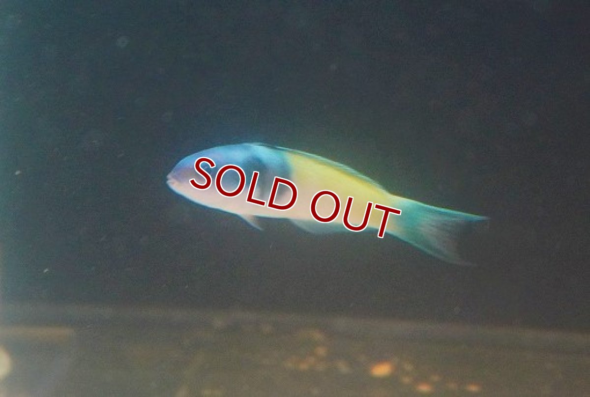 画像2: 【海水魚・ベラ】【通販】ブルーヘッドラス（1匹）（±8-10cm）（サンプル画像）（生体）(海水魚) (2)