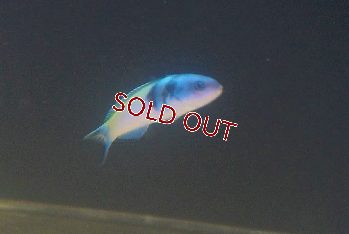 画像3: 【海水魚・ベラ】【通販】ブルーヘッドラス（1匹）（±8-10cm）（サンプル画像）（生体）(海水魚) (3)